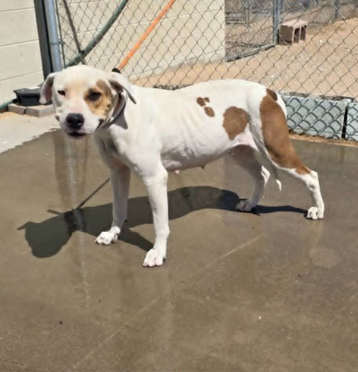 Photo of Rizzo, adoptable American Pit Bull Terrier in California City, California