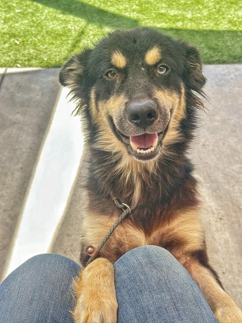 Photo of A170677, adoptable Siberian Husky in Bakersfield, California