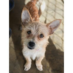 Photo of Chelsey, adoptable Terrier (Unknown Type, Medium) in Fresno, California
