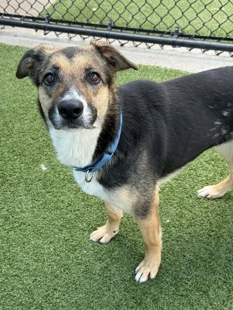 Photo of Mocha, adoptable German Shepherd Dog in Dallas, Texas
