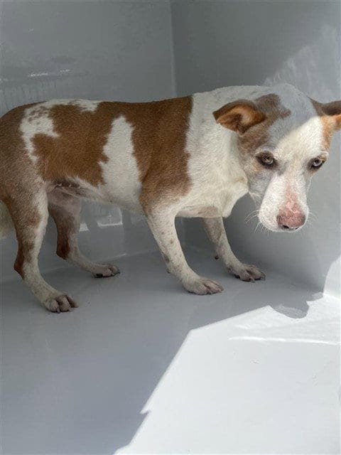 Photo of Charlie, adoptable Parson Russell Terrier in Houston, Texas