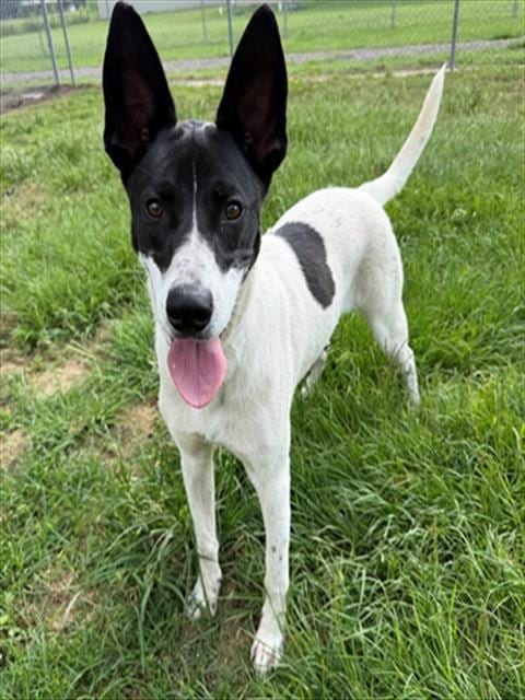 Photo of Spot, adoptable Labrador Retriever in Conroe, Texas
