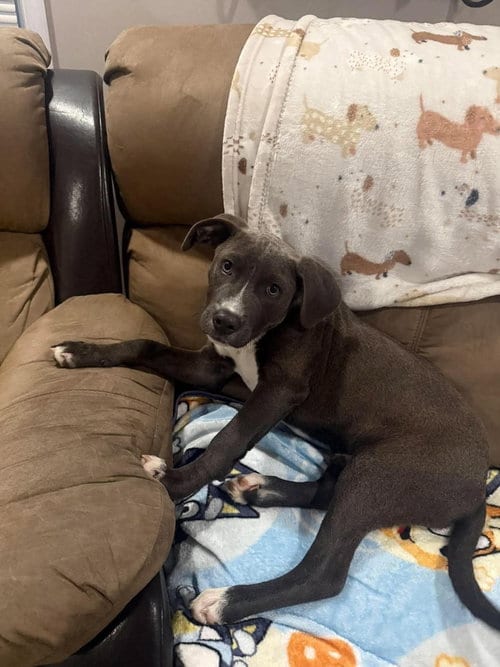 Photo of Onyx (2026), adoptable Pit Bull Terrier in Wenonah, New Jersey