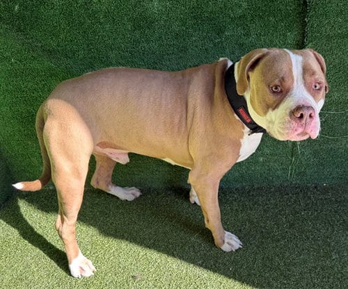 Photo of Third, adoptable Pit Bull Terrier in Lancaster, California