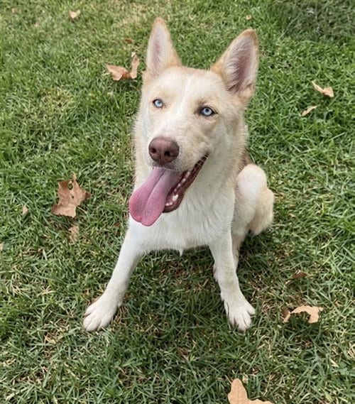 Photo of Raneera, adoptable Siberian Husky in Riverside, California
