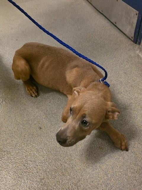 Photo of Candy, adoptable Terrier mix in Miami, Florida