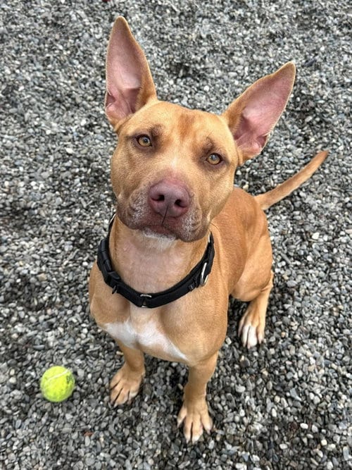 Photo of Dodger Lizman, adoptable Carolina Dog in Rockaway, New Jersey
