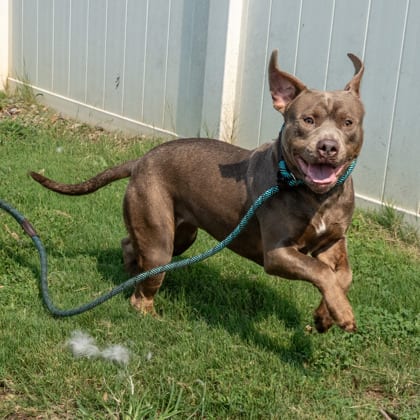 Photo of Jamaya, adoptable dog in Chamblee, Georgia