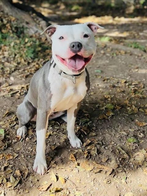 Photo of Angel, adoptable Pit Bull Terrier in Santa Barbara, California