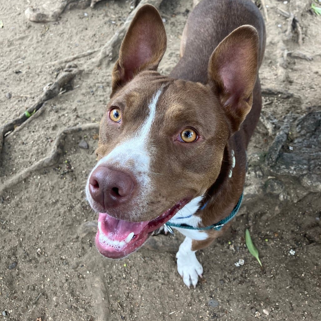 Photo of Brookie, adoptable Mixed Breed (Medium) in San Francisco, California