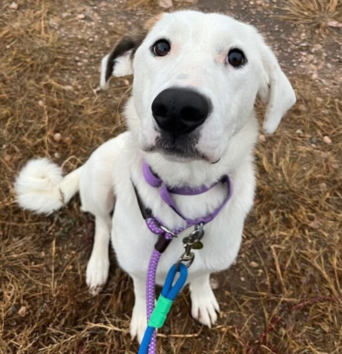 Photo of Shooting Star, adoptable Mixed Breed (Medium) in Fort Collins, Colorado