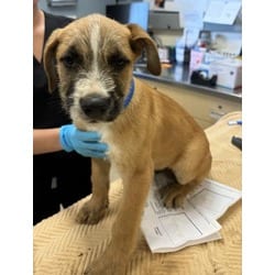 Photo of Hugo, adoptable Terrier (Unknown Type, Medium) in Jurupa Valley, California
