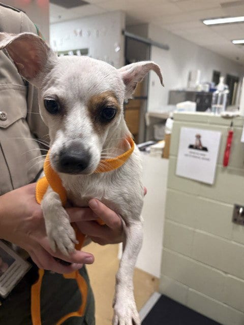 Photo of Poppy, adoptable Chihuahua in Minneapolis, Minnesota