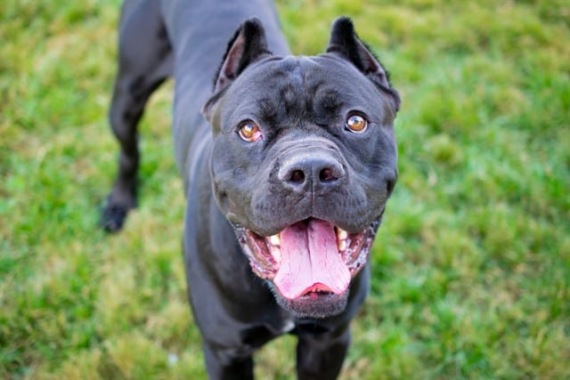 Photo of Troy Barrett, adoptable Cane Corso in San José, California