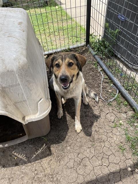 Photo of Sam Bam, adoptable Australian Shepherd in Waco, Texas
