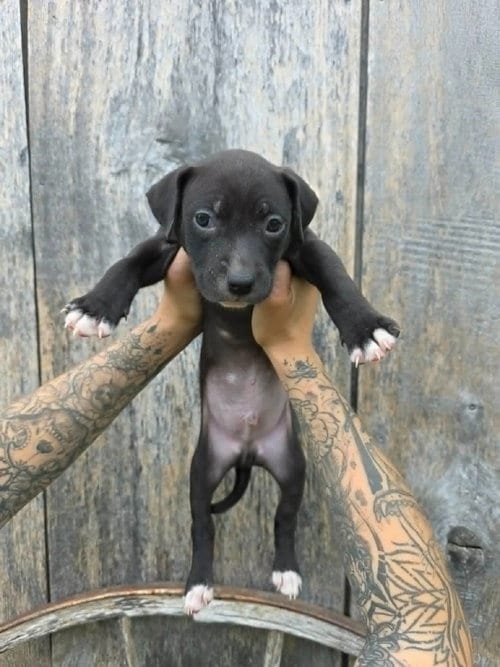 Photo of SR Puppy 6/21, adoptable American Pit Bull Terrier in Frankenmuth, Michigan
