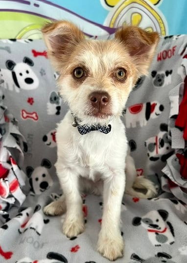 Photo of Sancho, adoptable Terrier in Bellevue, Washington