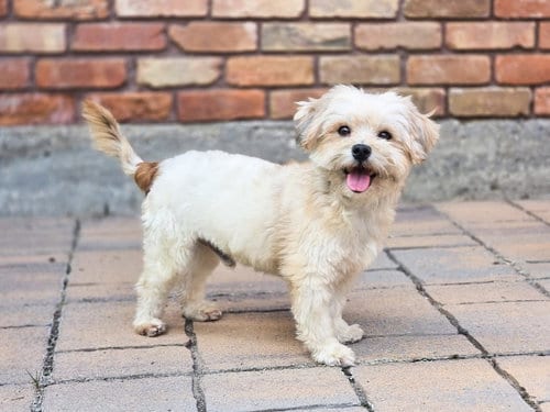 Photo of Ready Freddy, adoptable Shih Tzu in Sandy, Utah
