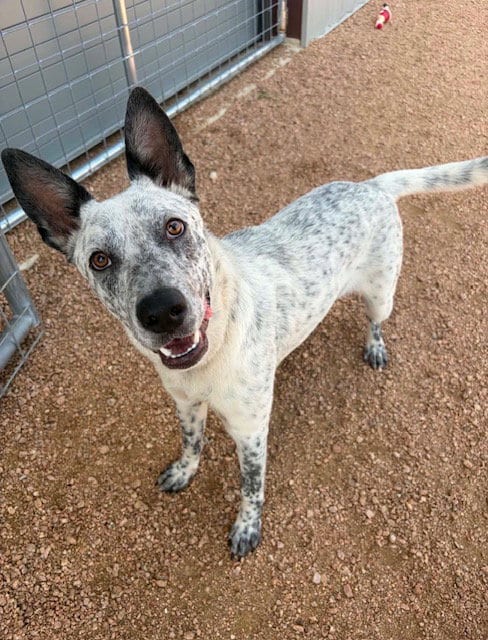 Photo of Steven, adoptable Australian Cattle Dog/Blue Heeler in MIDWAY, Utah