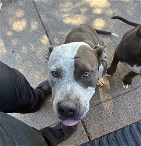 Photo of Chai Tea, adoptable American Pit Bull Terrier in Phoenix, Arizona