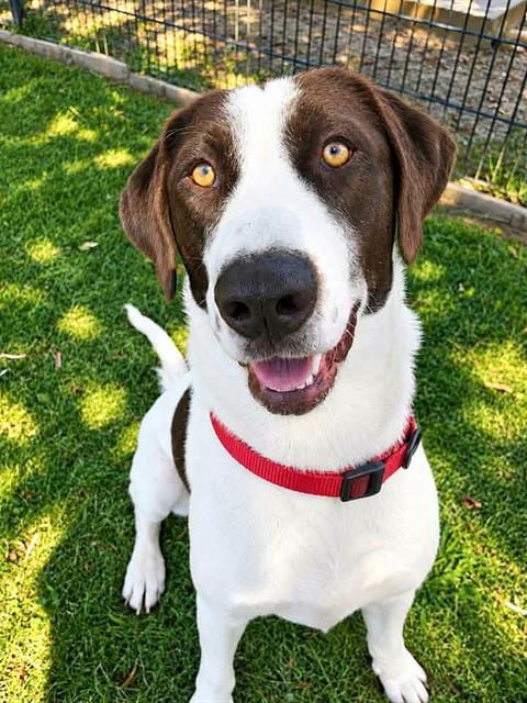 Photo of Abby, adoptable Labrador Retriever in Sacramento, California