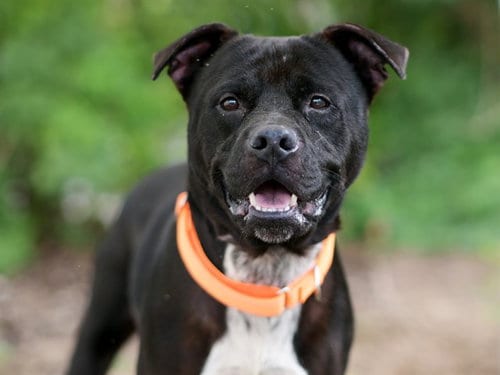 Photo of Pete, adoptable American Staffordshire Terrier in Tavares, Florida