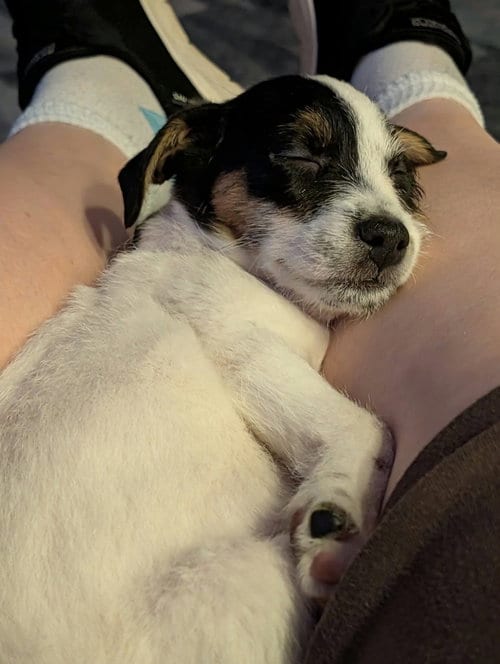 Photo of Ilwendir, adoptable Jack Russell Terrier in Mechanicsburg, Pennsylvania