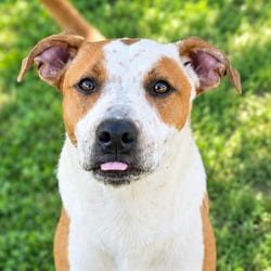 Photo of Igor JuM, adoptable American Pit Bull Terrier Mixed Breed (Medium) in Nashville, Tennessee