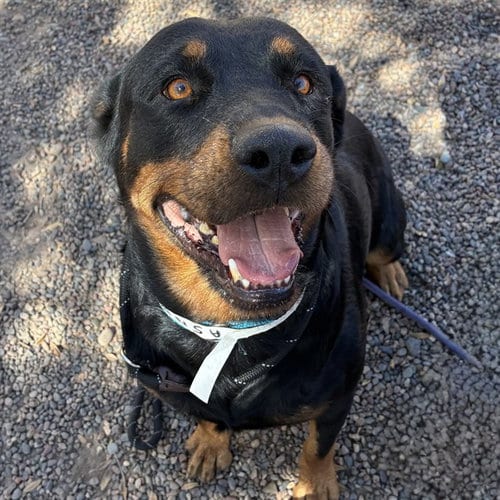 Photo of Loretta, adoptable Rottweiler in Phoenix, Arizona
