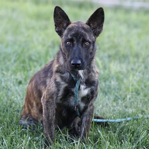 Photo of Marta, adoptable Dutch Shepherd in Modesto, California