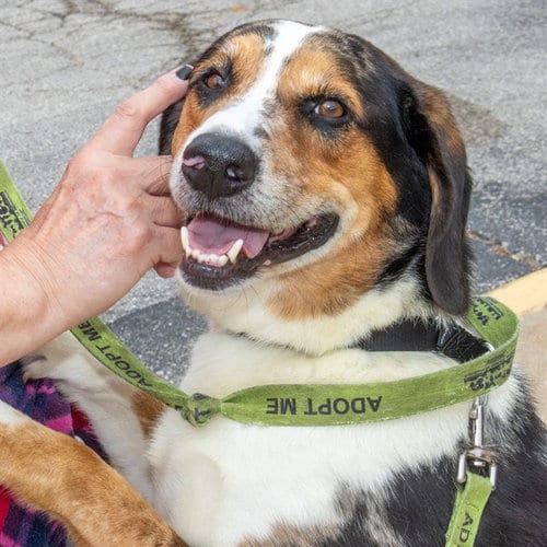 Photo of Link, adoptable Beagle in St Louis, Missouri