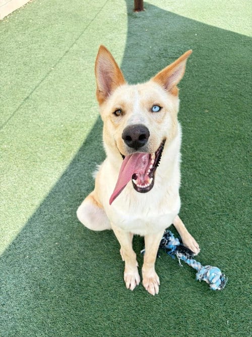 Photo of Montana-In Foster, adoptable German Shepherd Dog in Rockwall, Texas