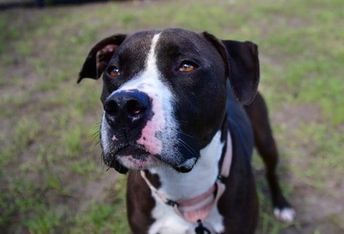 Photo of Doritos, adoptable American Pit Bull Terrier in Ocala, Florida