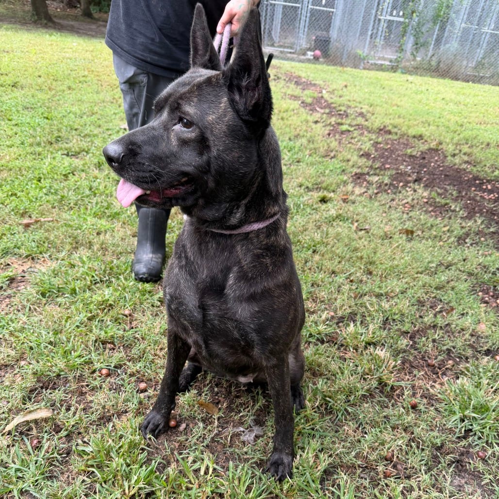 Photo of Echo, adoptable Shepherd in Chesapeake, Virginia