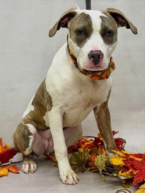 Photo of Mara, adoptable Terrier in Sanford, Florida