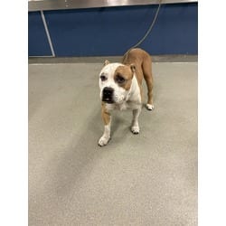 Photo of Scrappy, adoptable Terrier (Unknown Type, Medium) in Doral, Florida