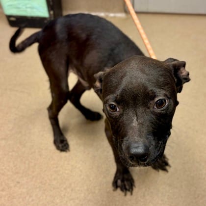 Photo of Hooper, adoptable dog in Chamblee, Georgia