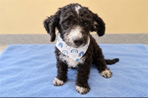 Photo of Patrick, adoptable Poodle (Miniature) in Orange, California