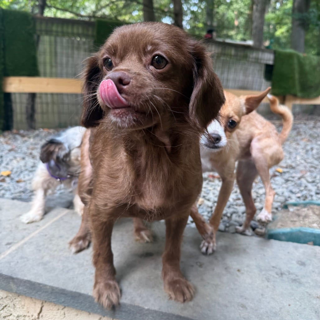 Photo of Egg McMuffin, adoptable Spaniel, Cavalier King Charles / Mixed Breed (Small) in West Chester, Pennsylvania