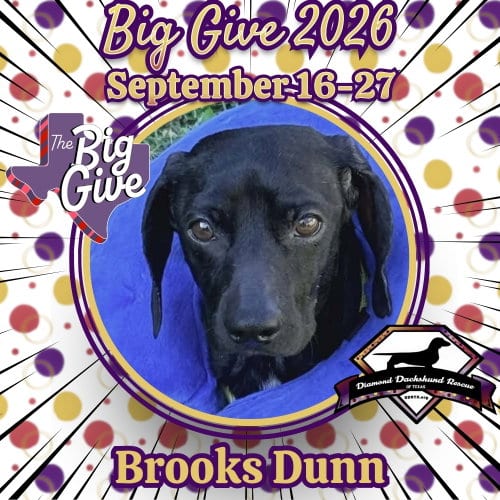 Photo of Brooks Dunn, adoptable Dachshund in San Antonio, Texas