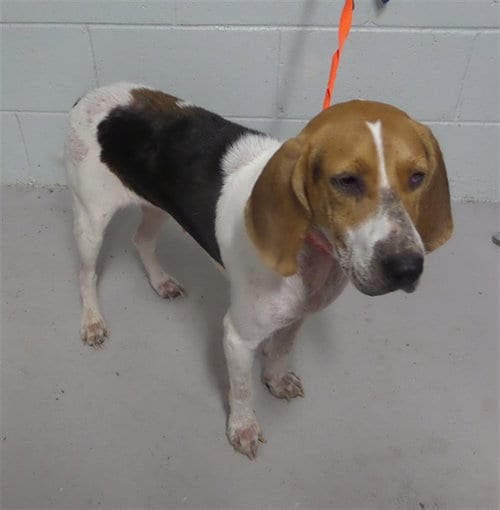 Photo of Zara, adoptable American Foxhound in Augusta, Georgia