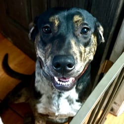 Photo of Saban, adoptable Catahoula Leopard Dog Australian Cattle Dog in Lakeland, Florida