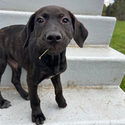 Photo of Tonka, adoptable Mixed Breed in Montpelier, Vermont