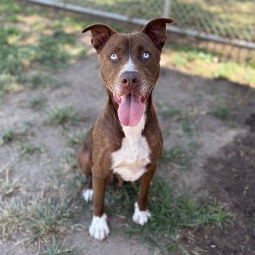 Photo of Bella, adoptable Pit Bull Terrier in Modesto, California