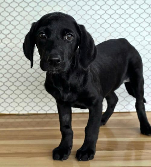 Photo of Fern, adoptable Labrador Retriever in Sedalia, Colorado