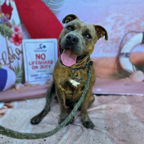 Photo of K.C., adoptable Pit Bull Terrier in Long Beach, California