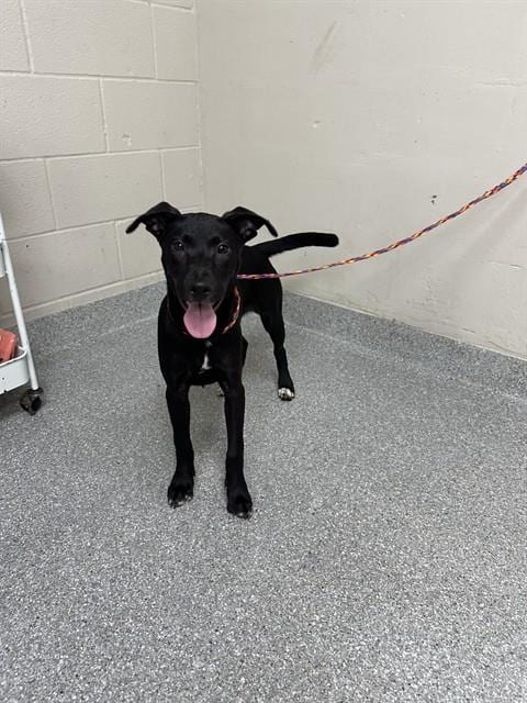Photo of Bubbles, adoptable Labrador Retriever in Pasadena, Texas