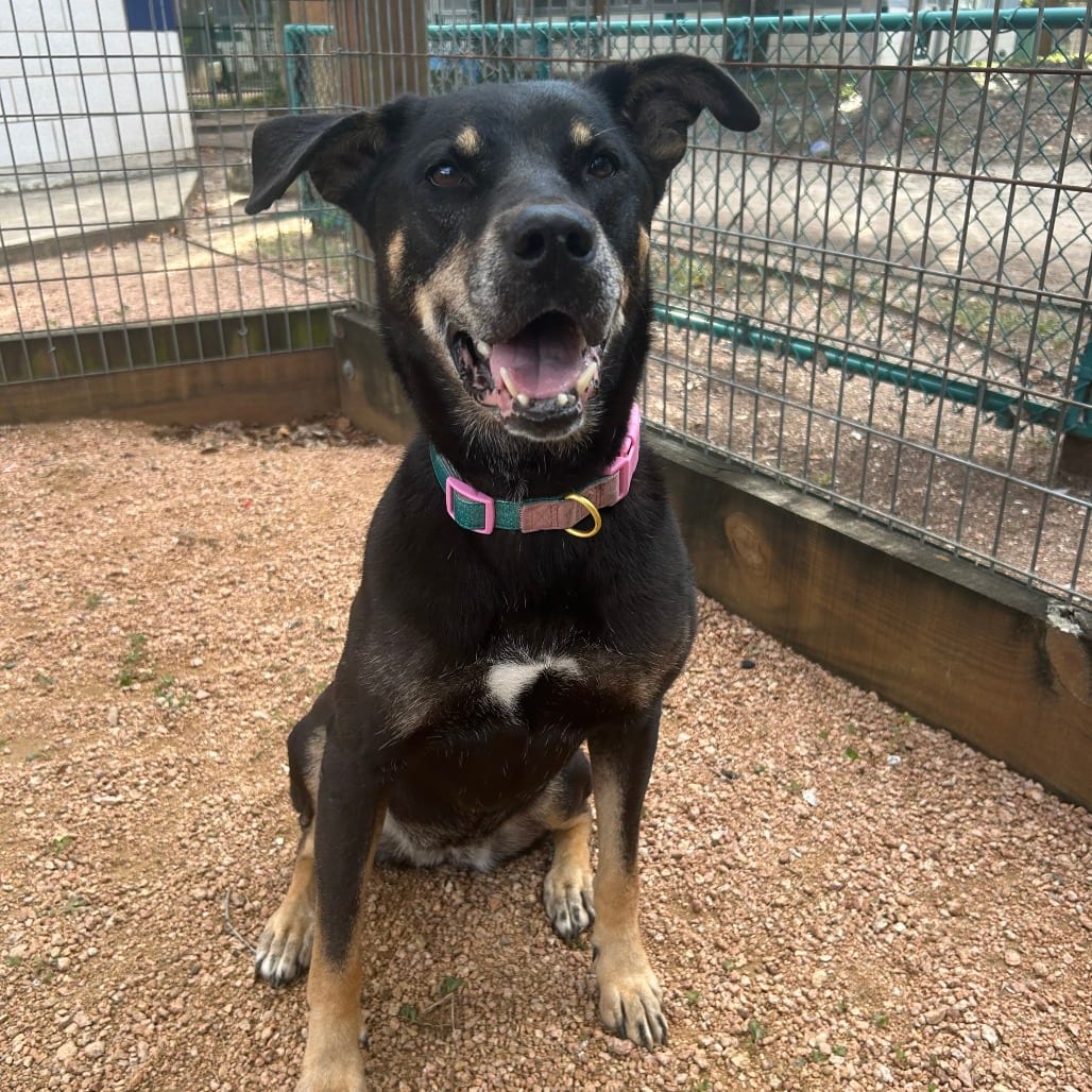 Photo of Suki, adoptable Shepherd, German / Mix in Houston, Texas