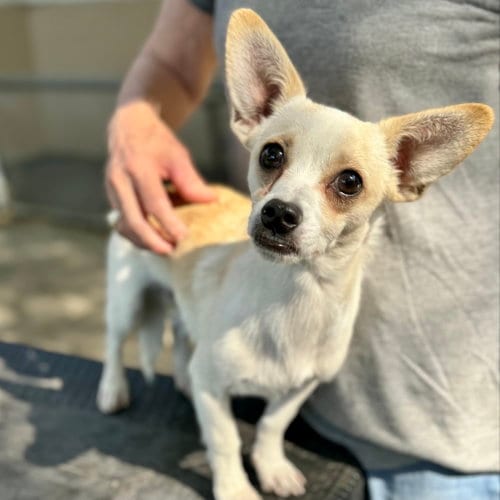 Photo of Finn, adoptable Chihuahua in Oakland, California