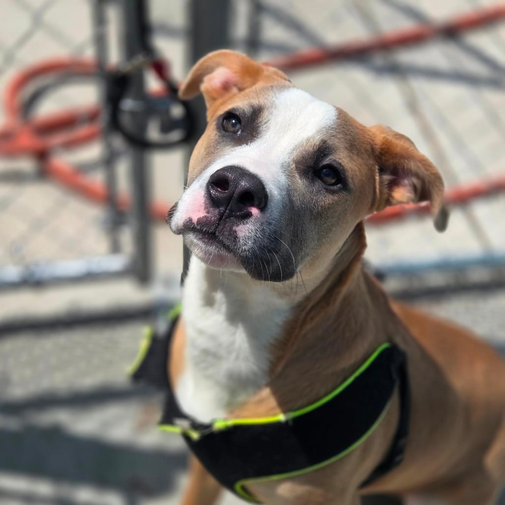 Photo of Wild Berry, adoptable Mixed Breed (Medium) in Winfield, West Virginia